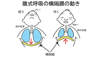 腹式呼吸で息を吸う時と吐く時の、肺と横隔膜の動きを比較したイラスト